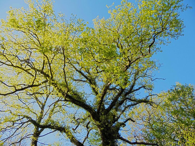 Fonds d'cran Nature Arbres - Forts Fort de Cteaux