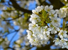  Nature Fleurs de cerisier