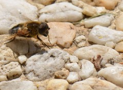  Animaux Gros plan sur une abeille