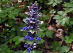  Nature La Bugle de Genve. Ajuga genevensis L.