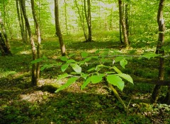  Nature Fort de Cteaux