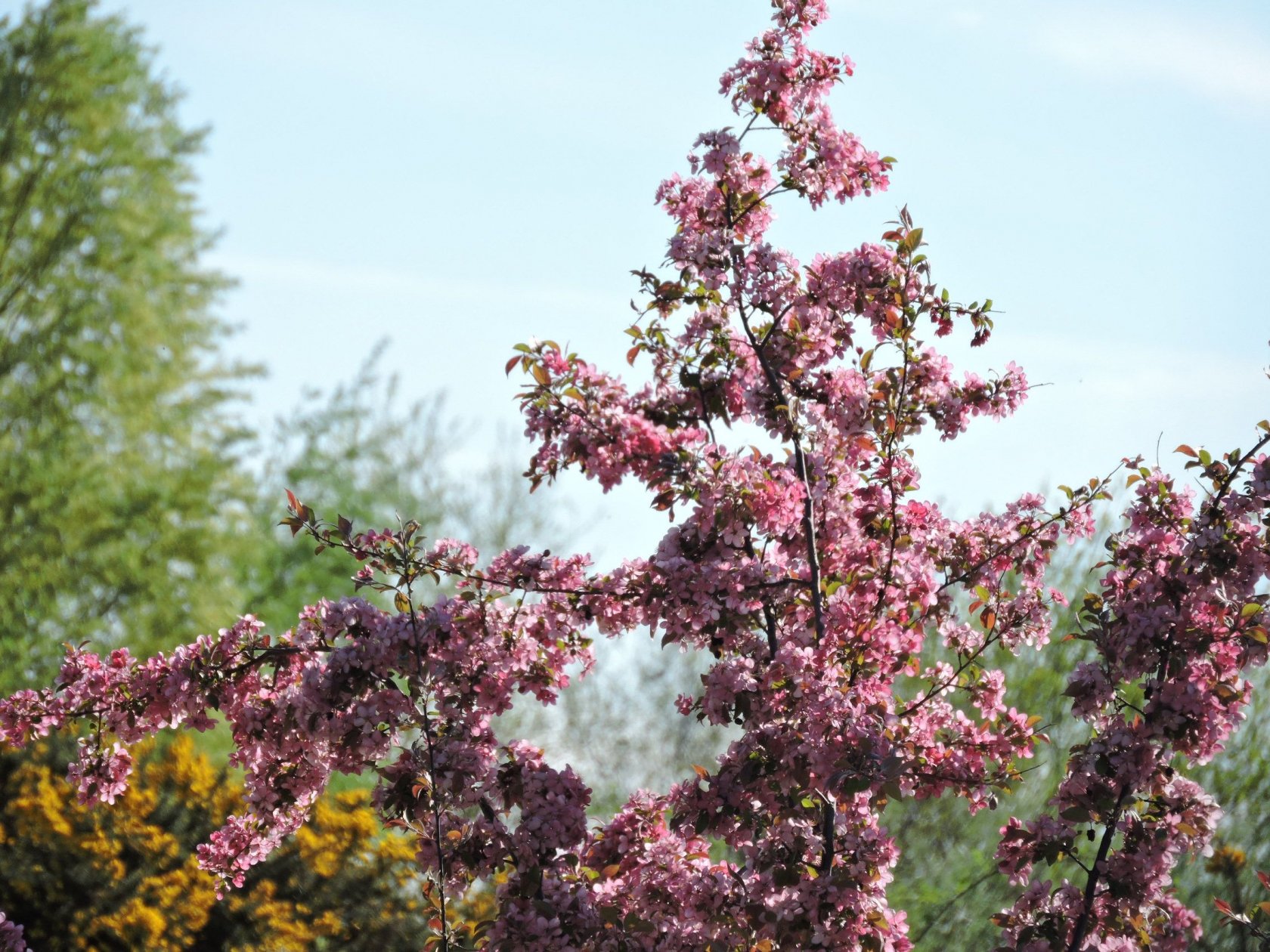 Fonds d'cran Nature Fleurs 