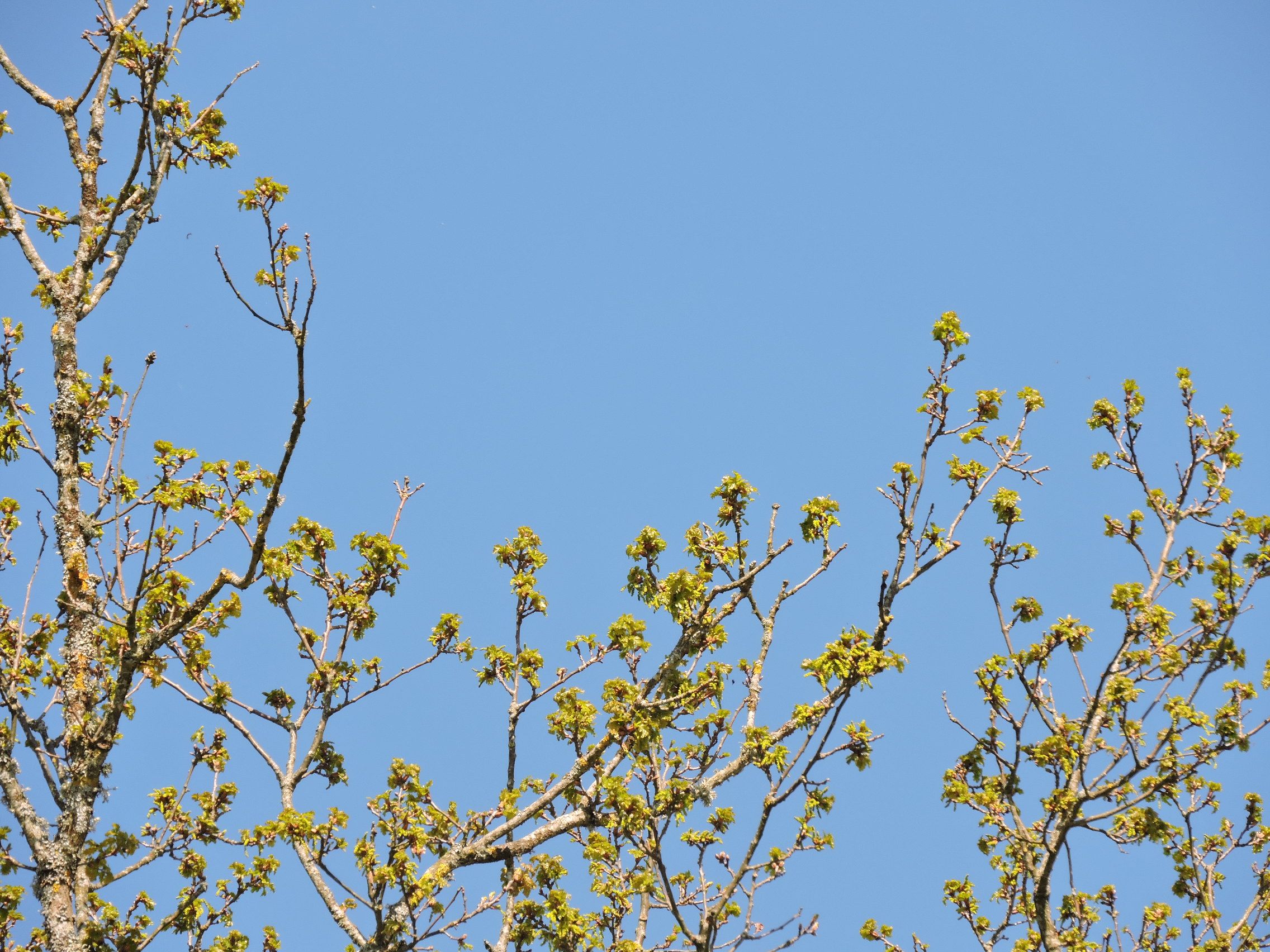 Fonds d'cran Nature Arbres - Forts 