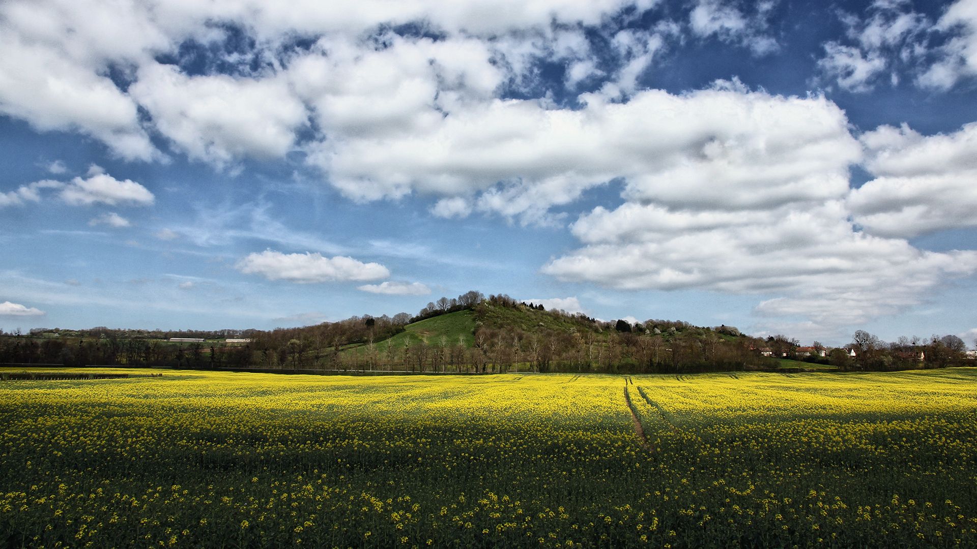 Fonds d'cran Nature Paysages Paysage de l'Auxois avec champ de colza en fleur