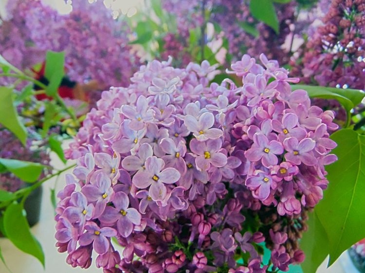 Fonds d'cran Nature Fleurs Lilas