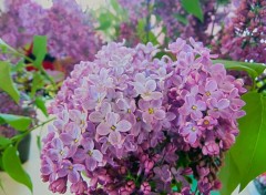  Nature Lilas