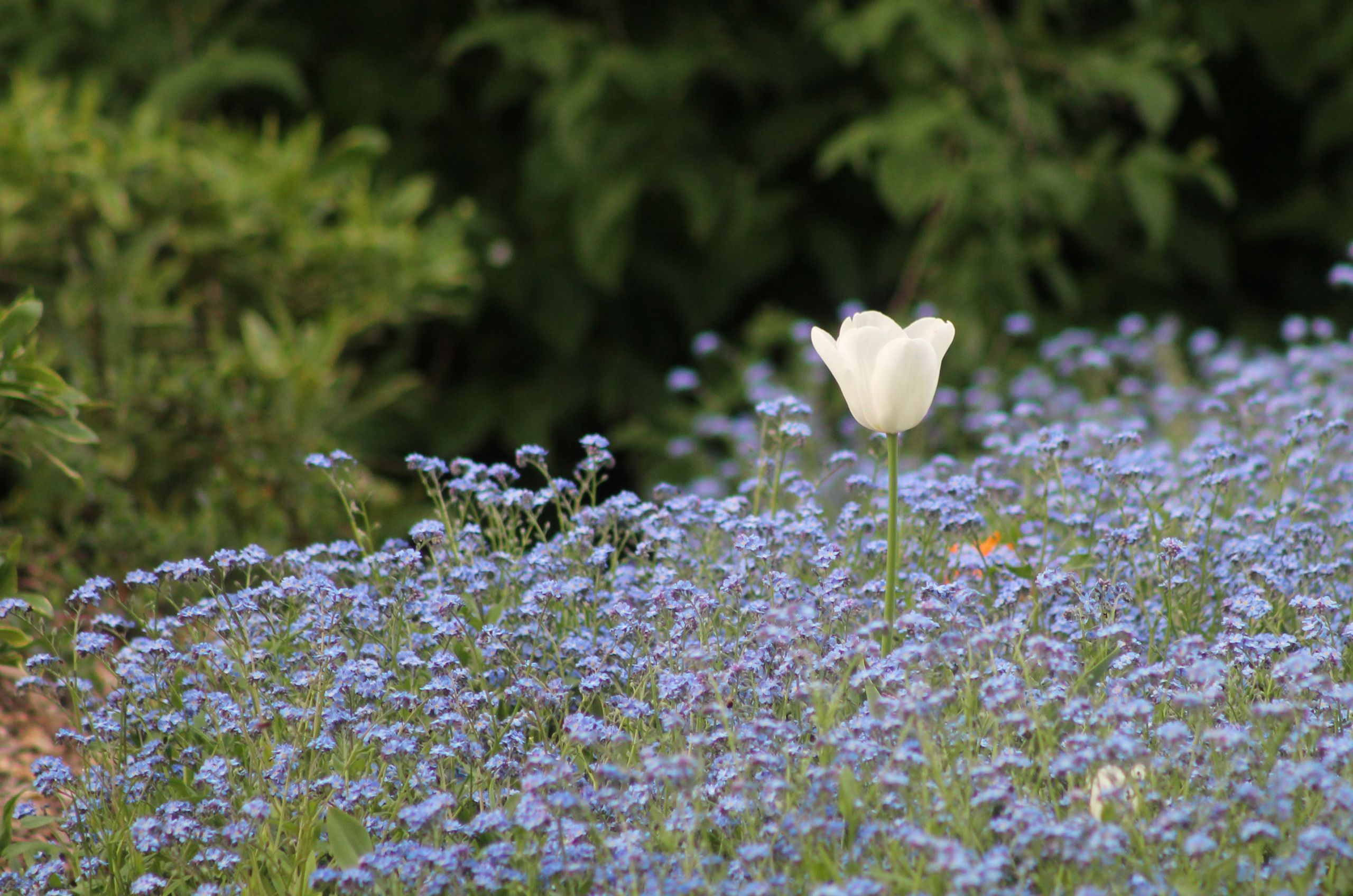 Wallpapers Nature Flowers 