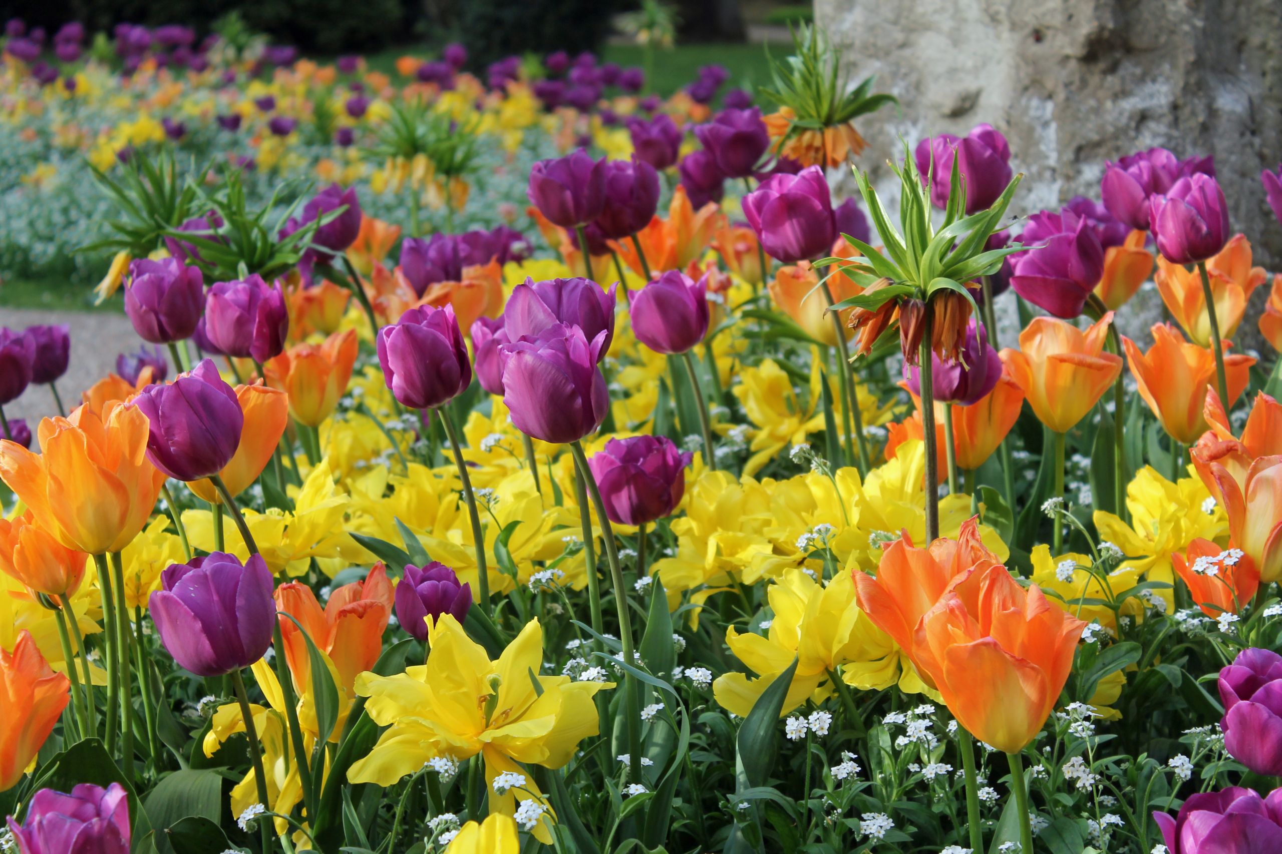 Fonds d'cran Nature Fleurs 