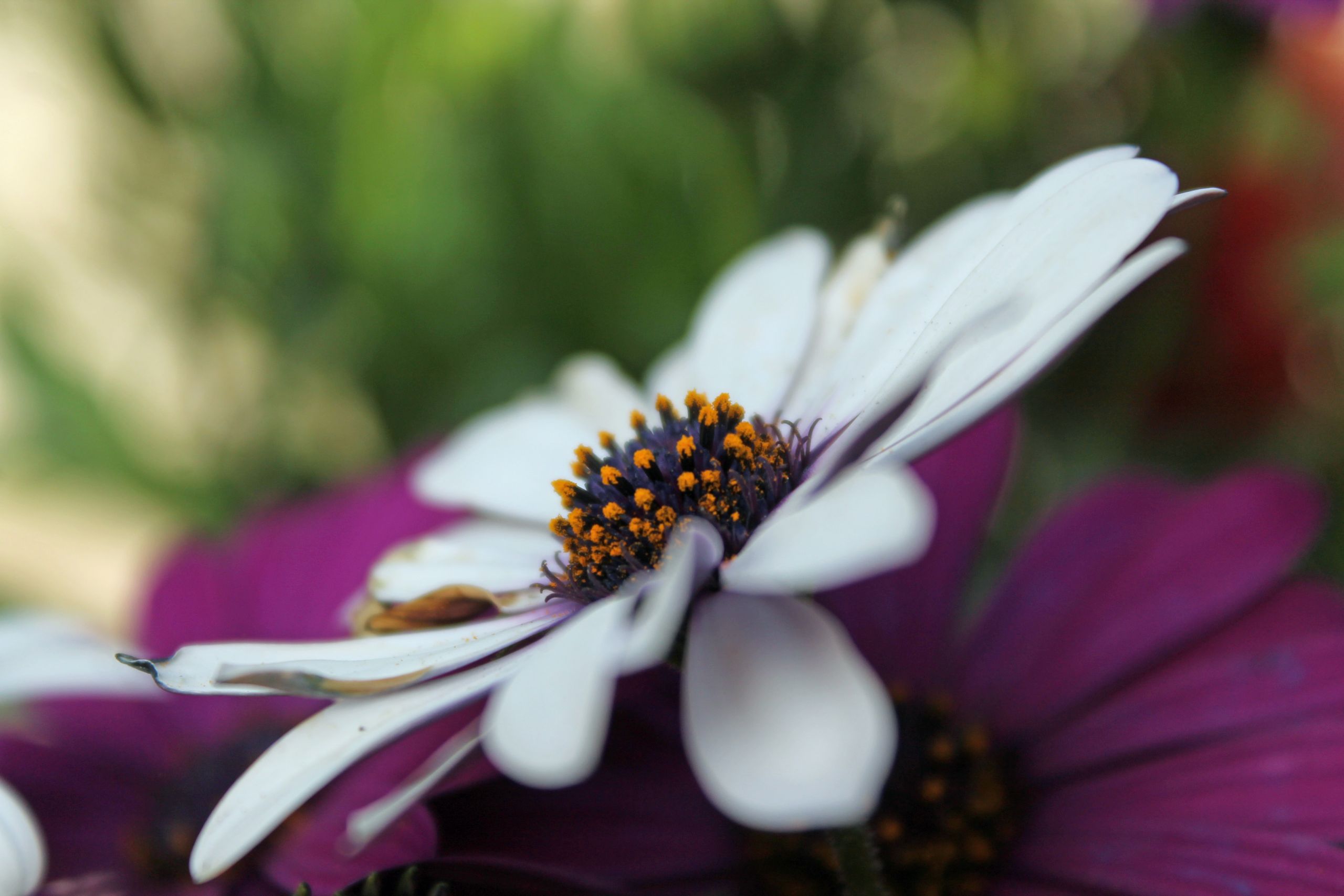 Wallpapers Nature Flowers 