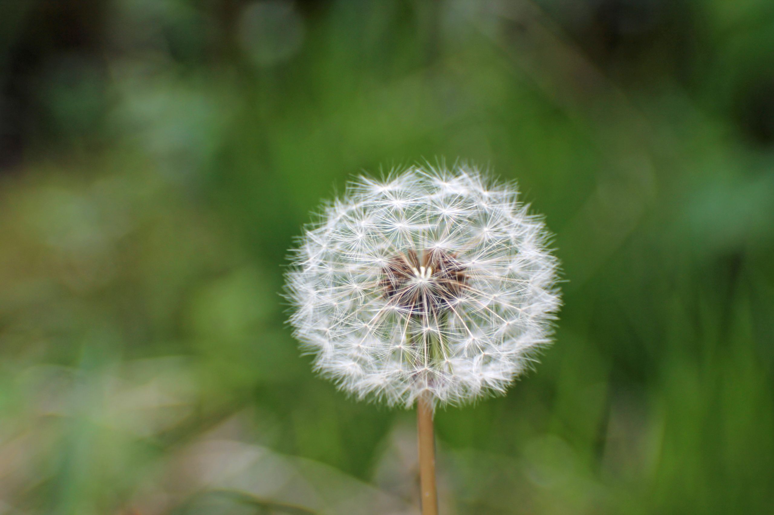 Wallpapers Nature Flowers 