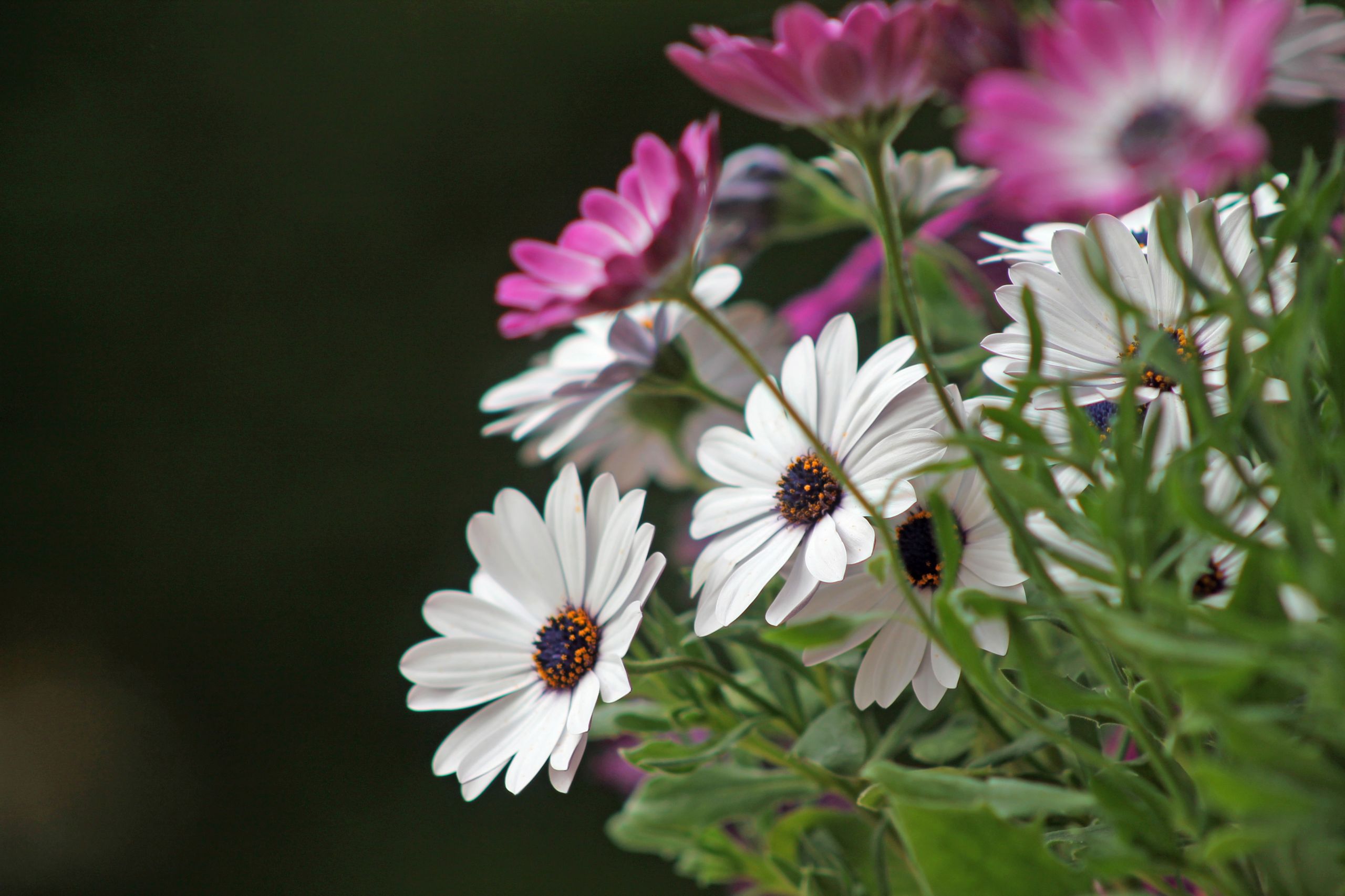 Wallpapers Nature Flowers 