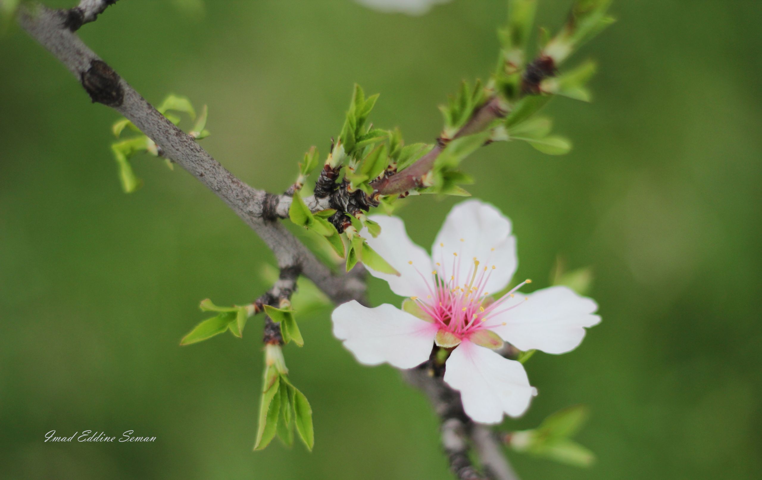 Wallpapers Nature Flowers 