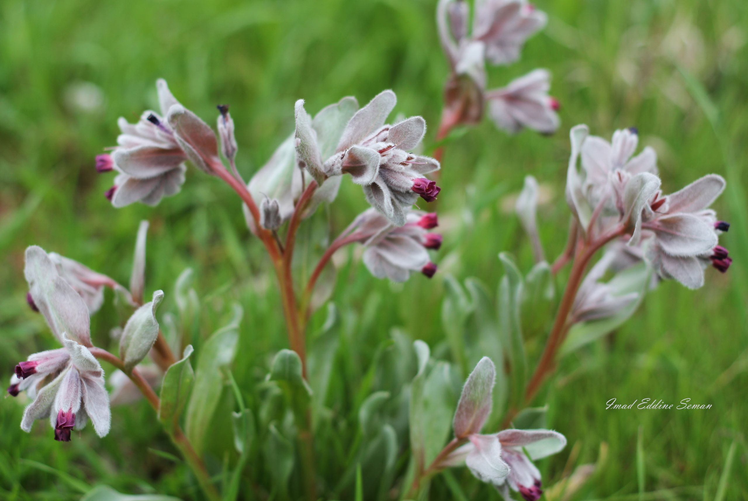 Wallpapers Nature Flowers 