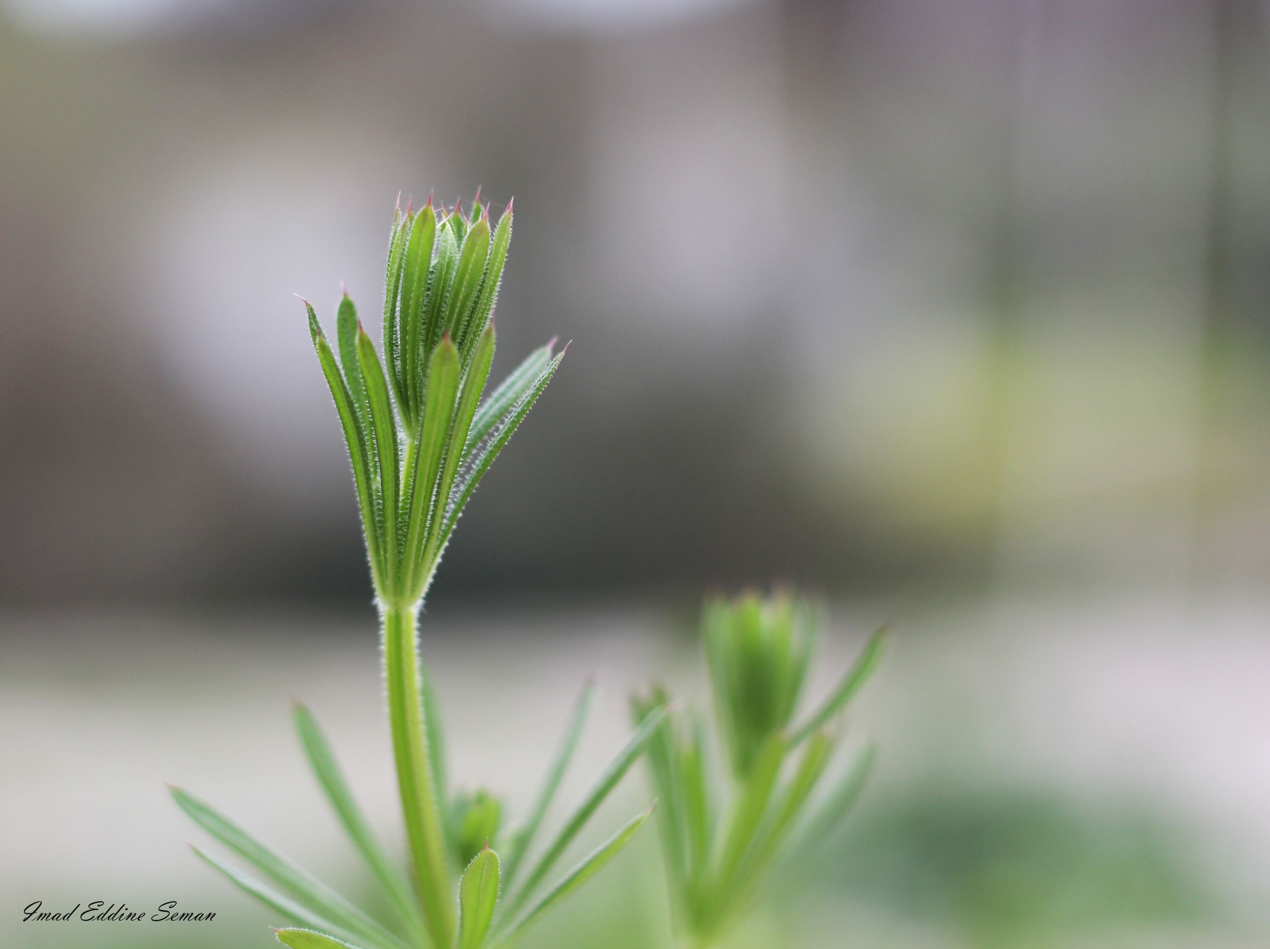 Fonds d'cran Nature Plantes - Arbustes 