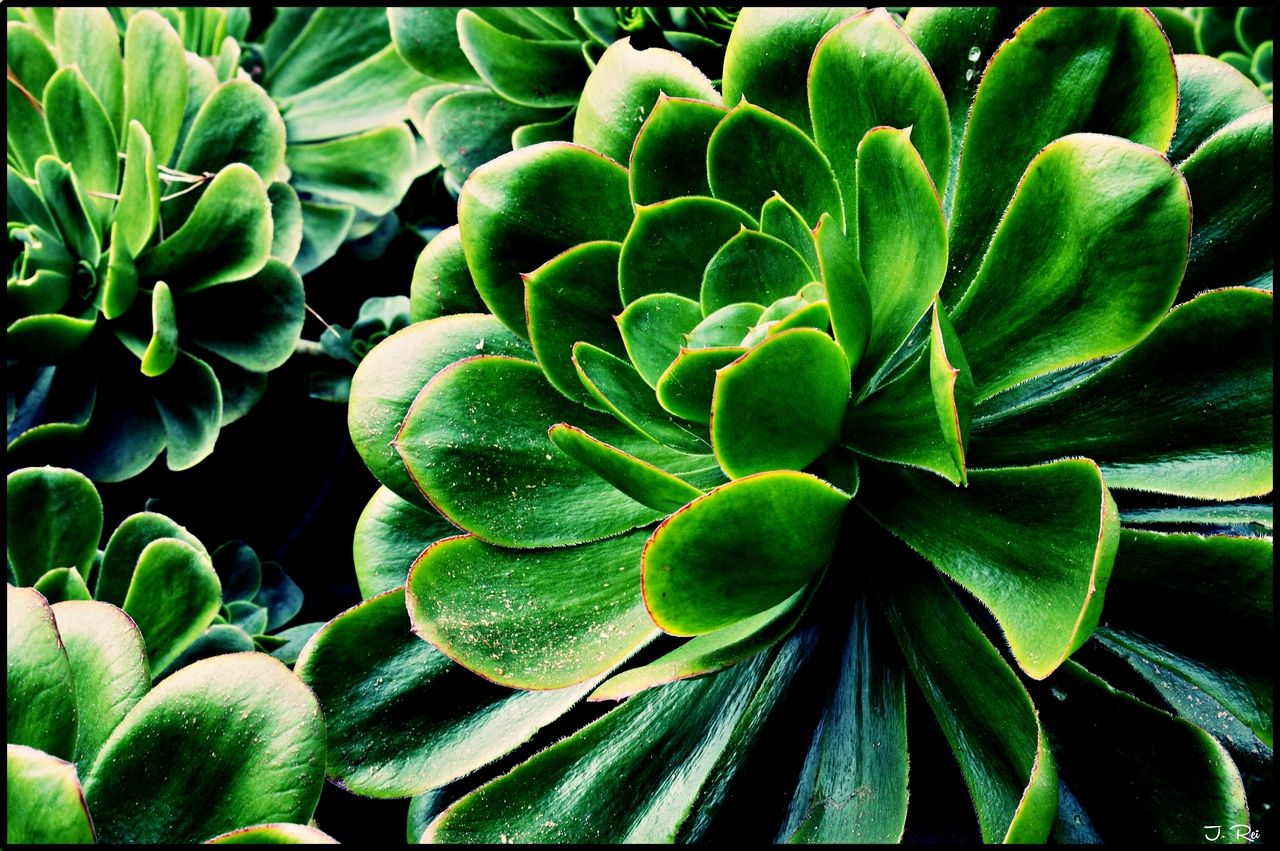 Wallpapers Nature Succulents Plante grasse