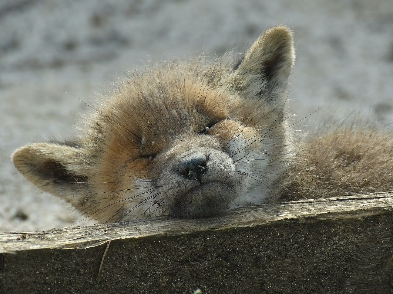 Fonds d'cran Animaux Divers 