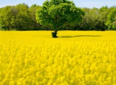  Nature Arbres