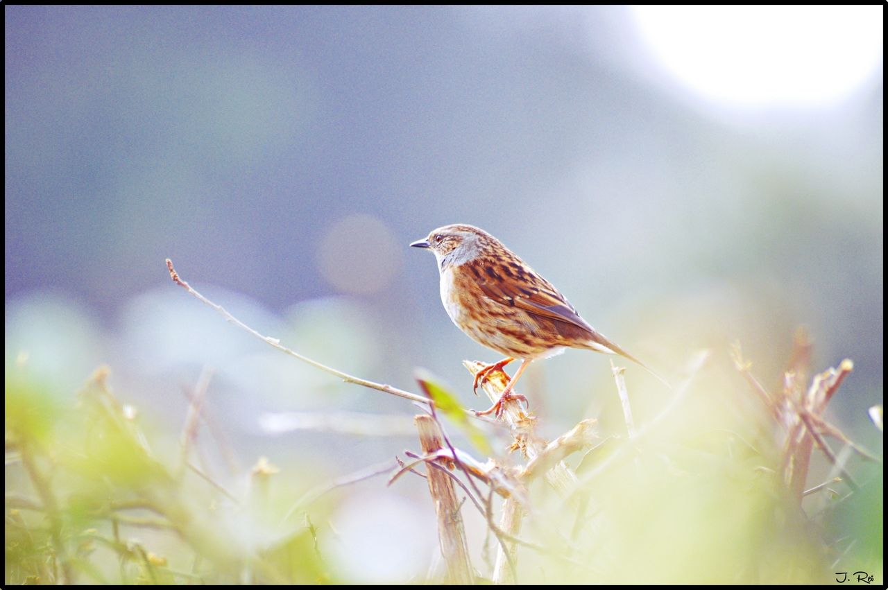 Fonds d'cran Animaux Oiseaux - Pinsons Pinsons des arbres