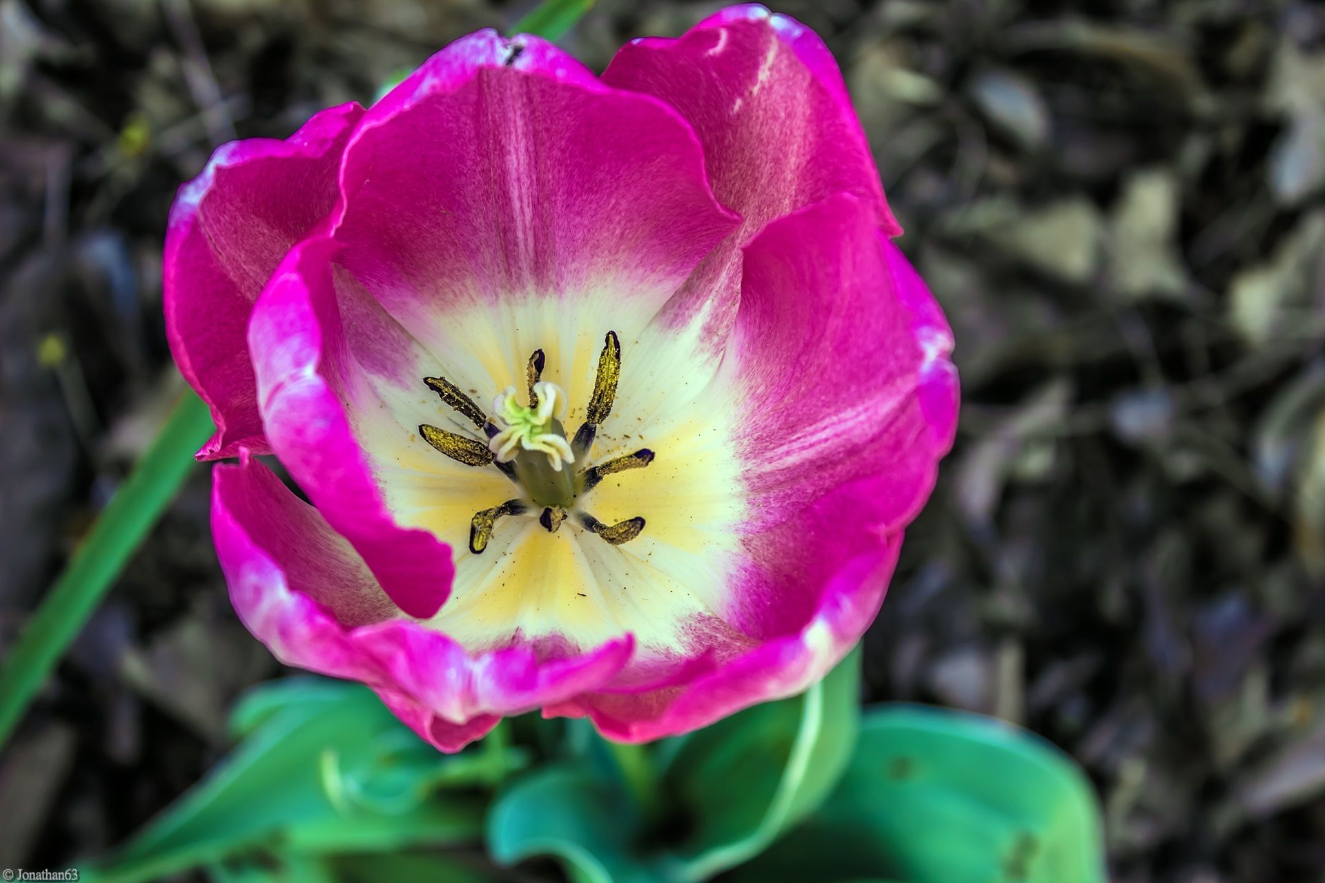 Fonds d'cran Nature Fleurs 