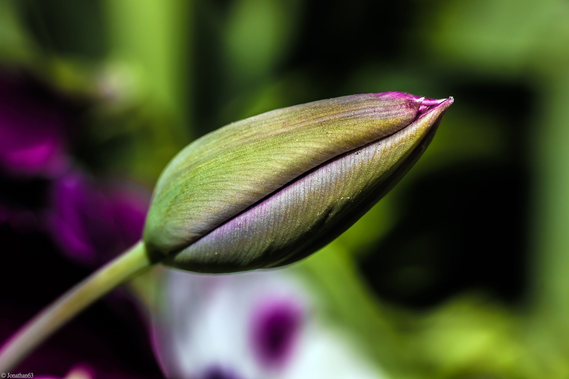 Fonds d'cran Nature Fleurs 