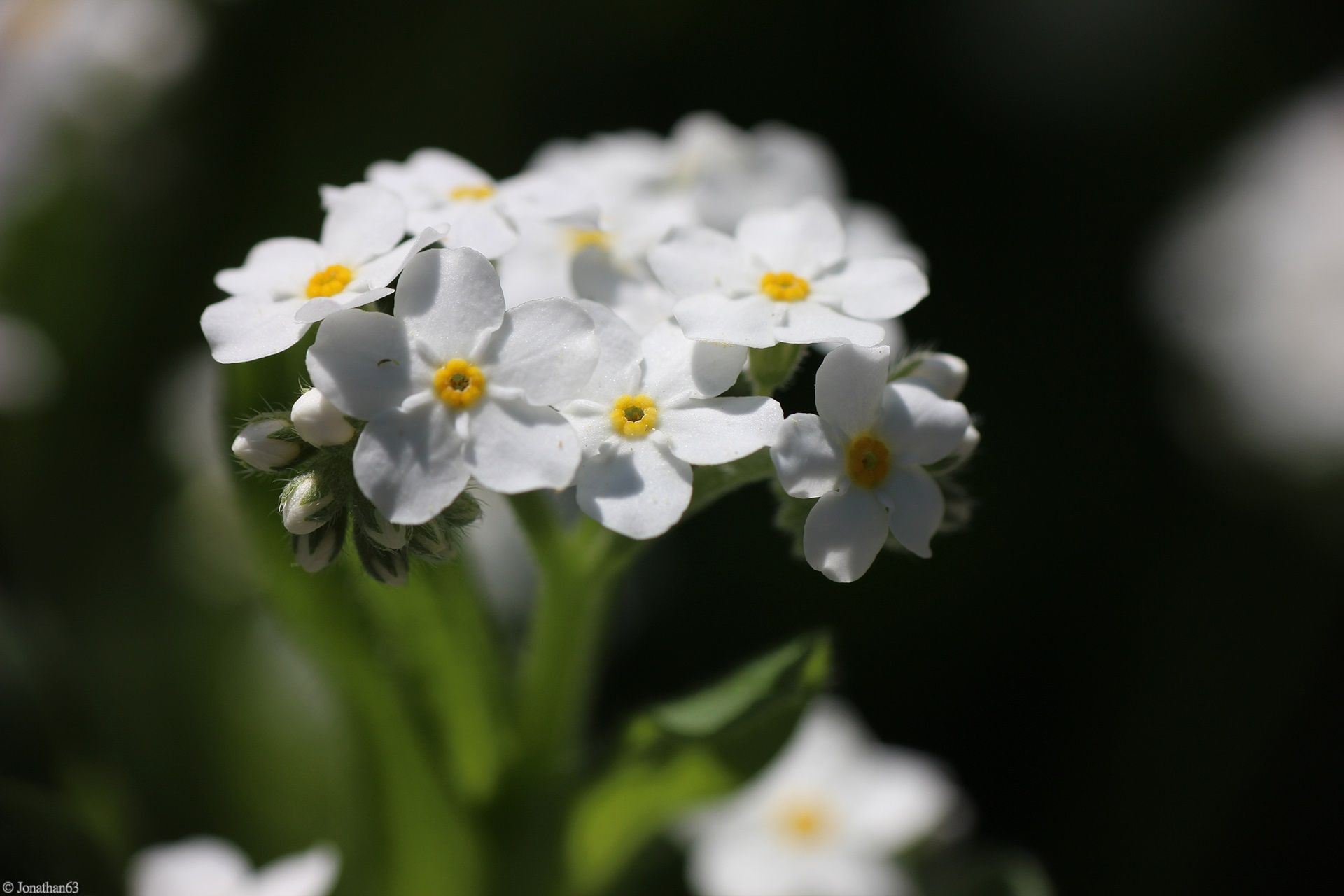 Fonds d'cran Nature Fleurs 