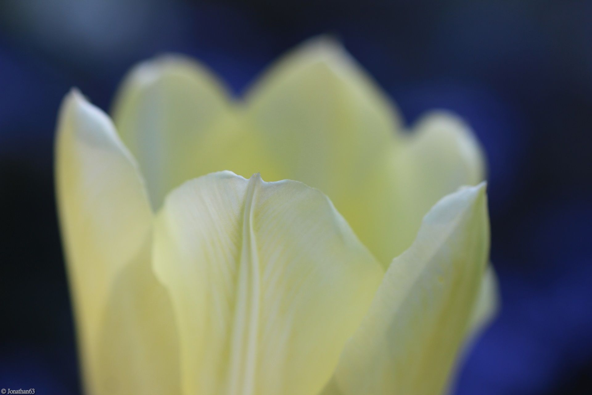 Fonds d'cran Nature Fleurs 