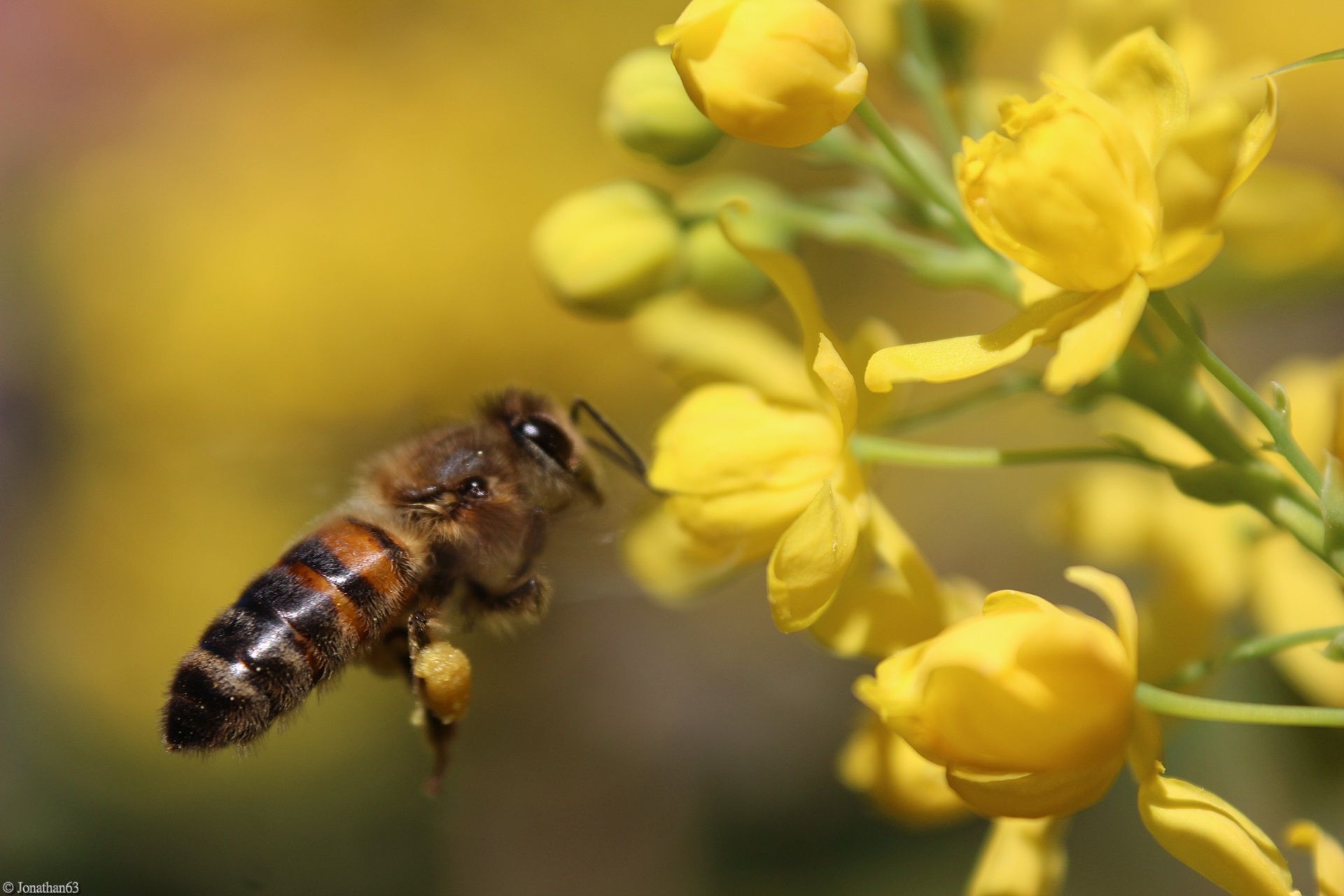 Fonds d'cran Animaux Insectes - Abeilles Gupes ... 