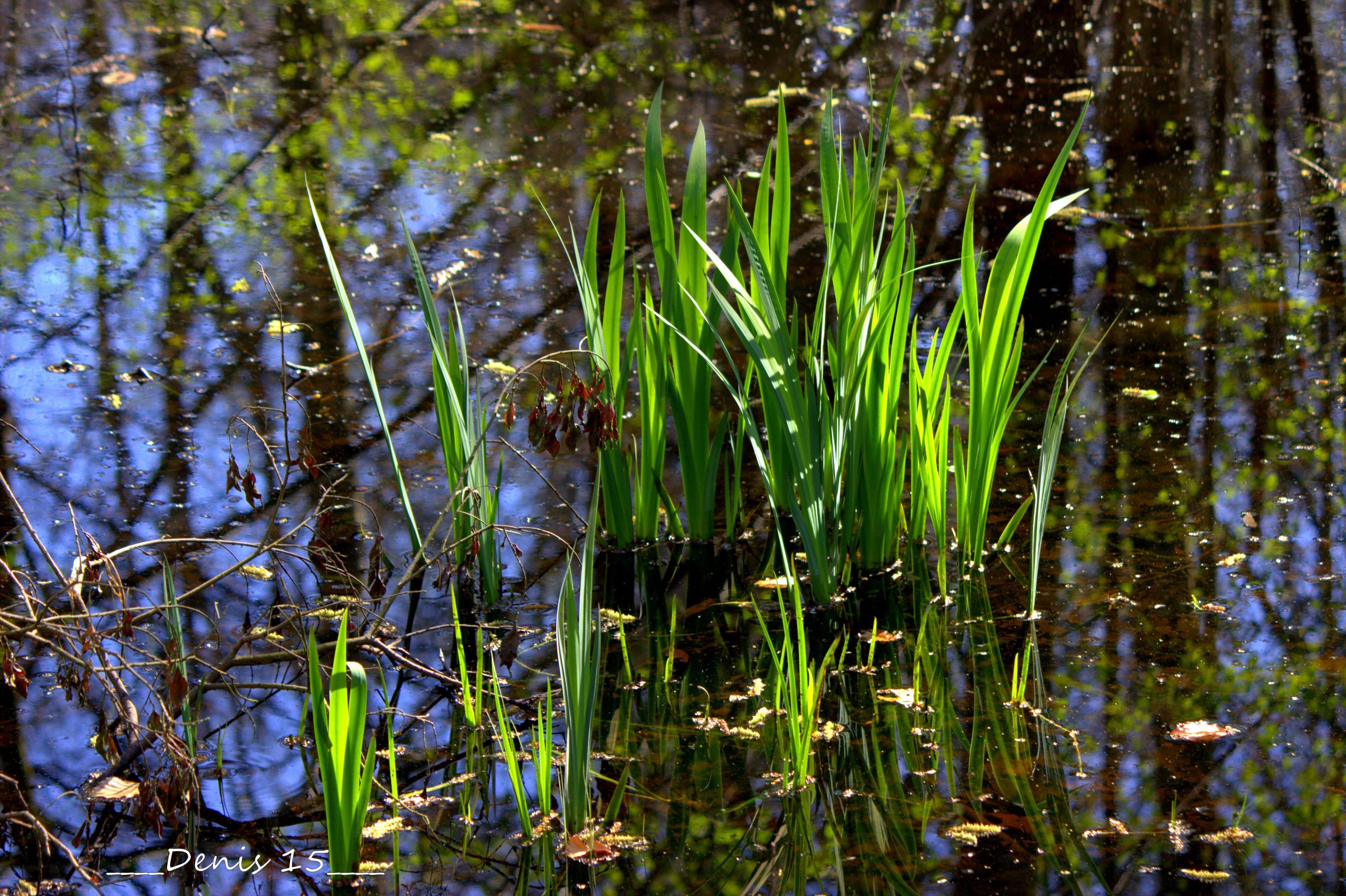 Fonds d'cran Nature Herbes ST AMAND LES EAUX