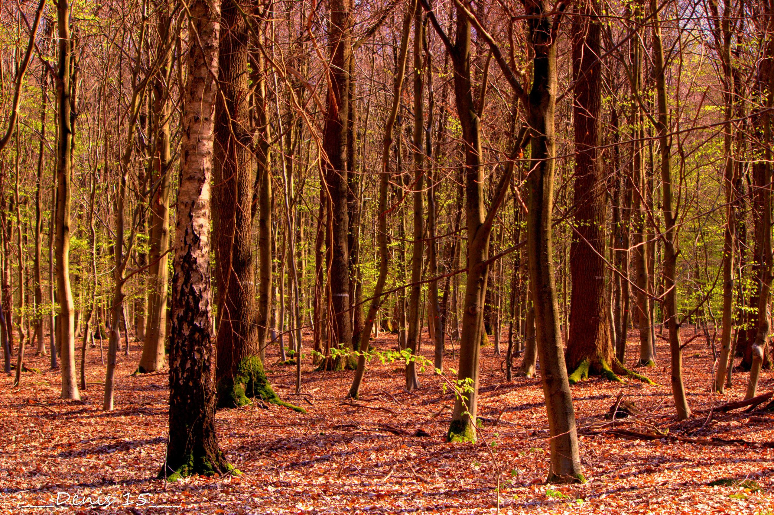 Fonds d'cran Nature Arbres - Forts ST AMAND LES EAUX