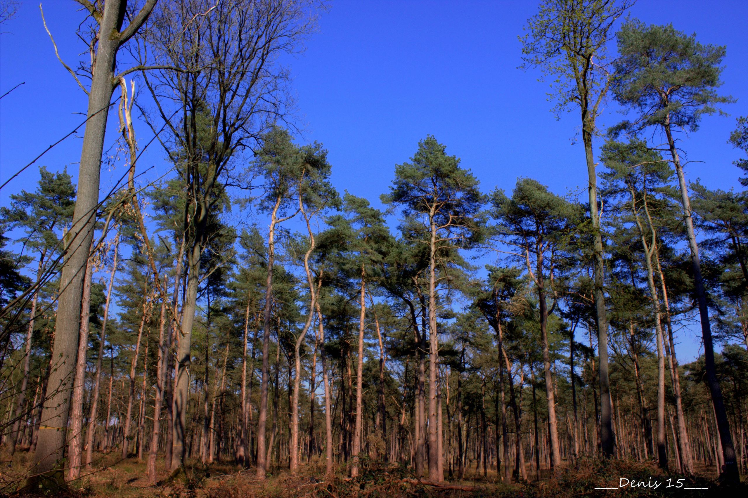 Fonds d'cran Nature Arbres - Forts ST AMAND LES EAUX