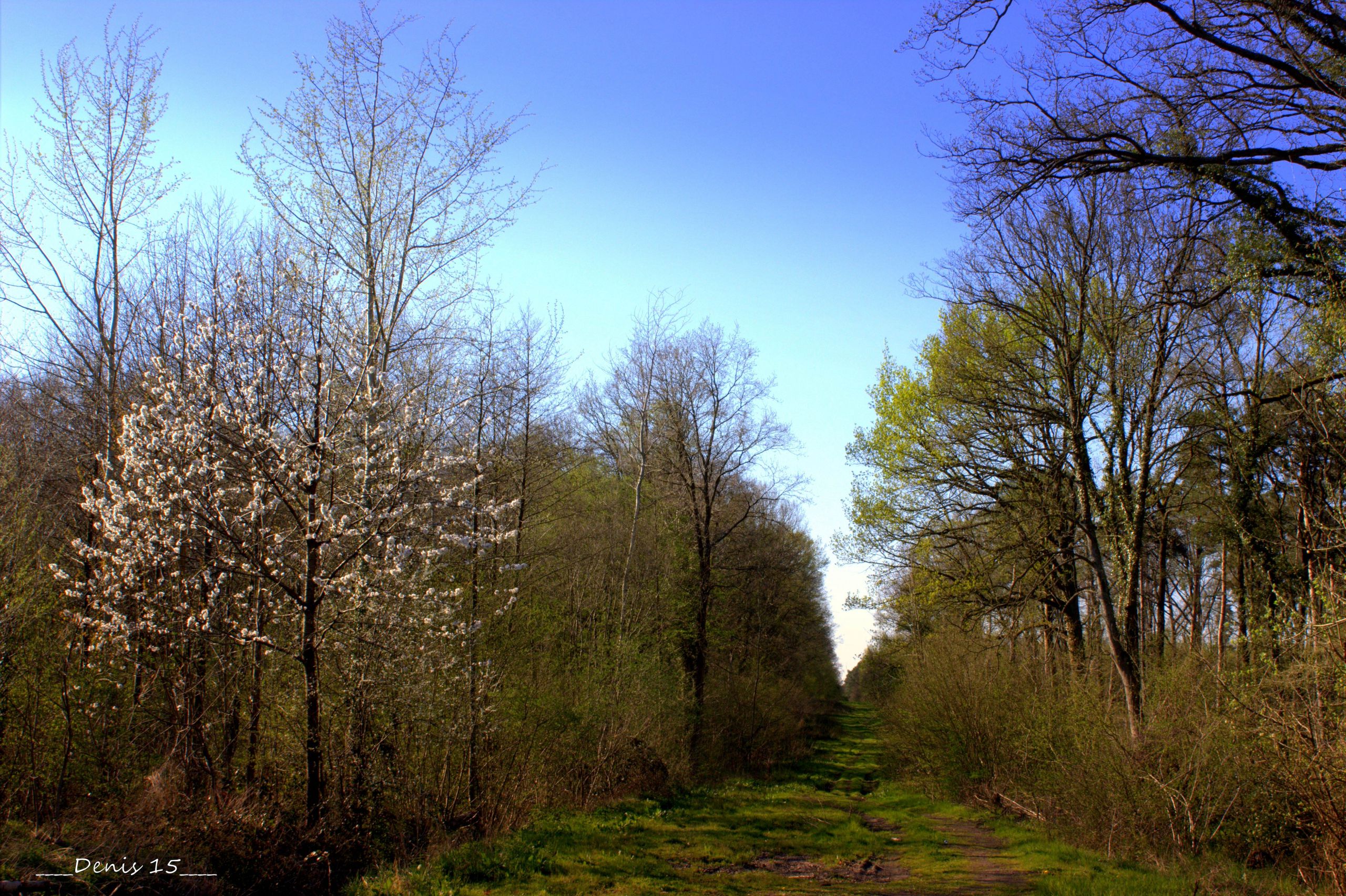 Fonds d'cran Nature Arbres - Forts ST AMAND LES EAUX