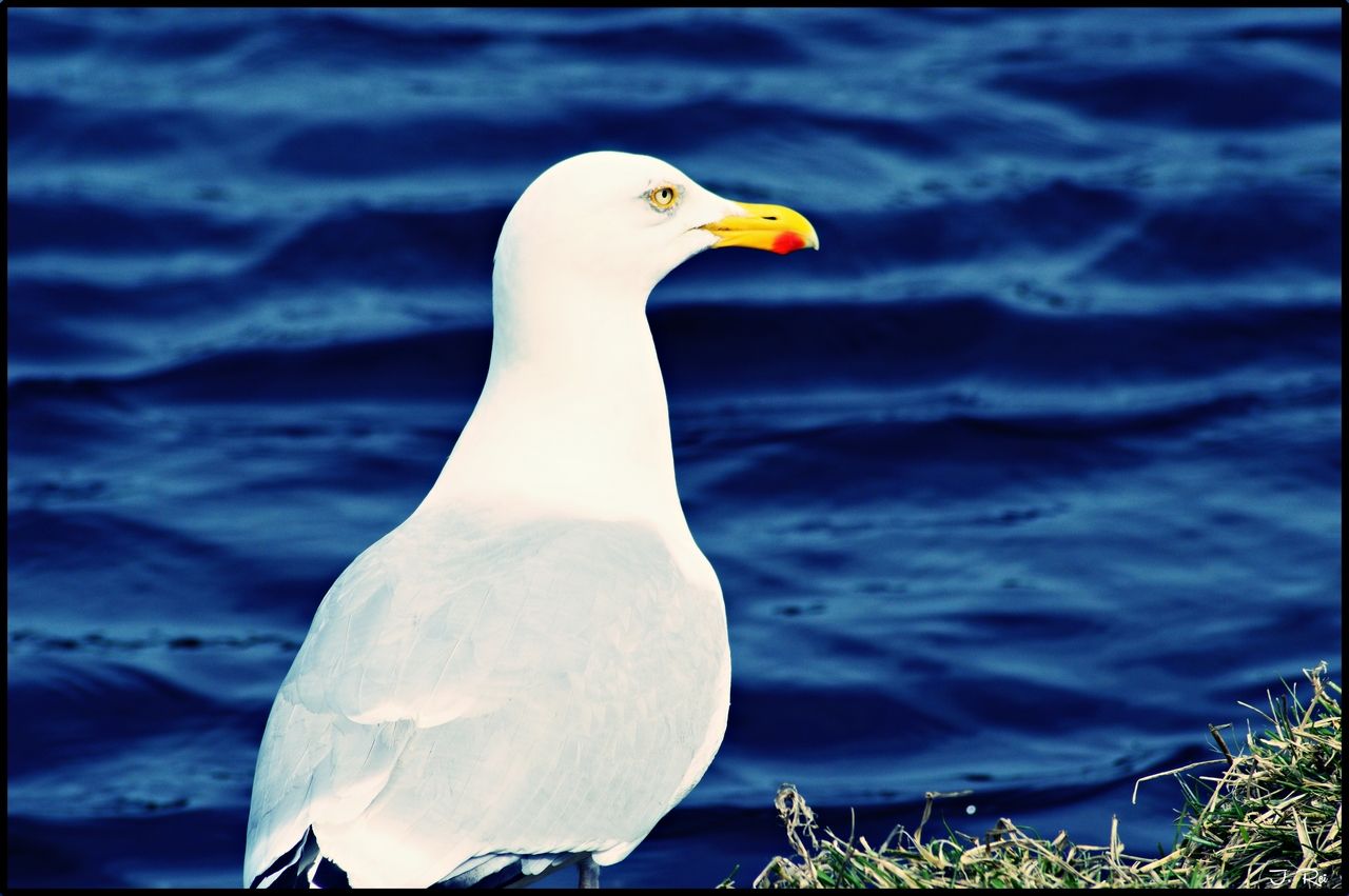 Fonds d'cran Animaux Oiseaux - Mouettes et Golands Goéland