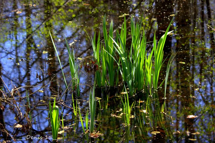 Fonds d'cran Nature Herbes ST AMAND LES EAUX