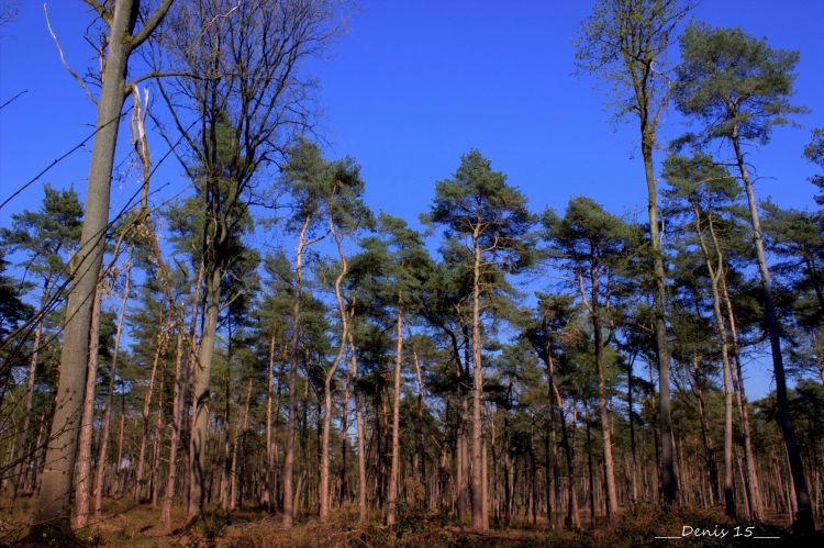 Fonds d'cran Nature Arbres - Forts ST AMAND LES EAUX