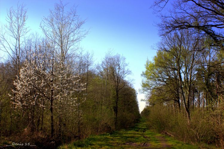 Wallpapers Nature Trees - Forests ST AMAND LES EAUX