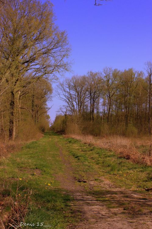 Fonds d'cran Nature Arbres - Forts ST AMAND LES EAUX