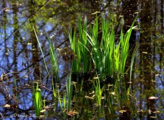  Nature ST AMAND LES EAUX