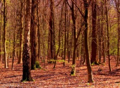  Nature ST AMAND LES EAUX