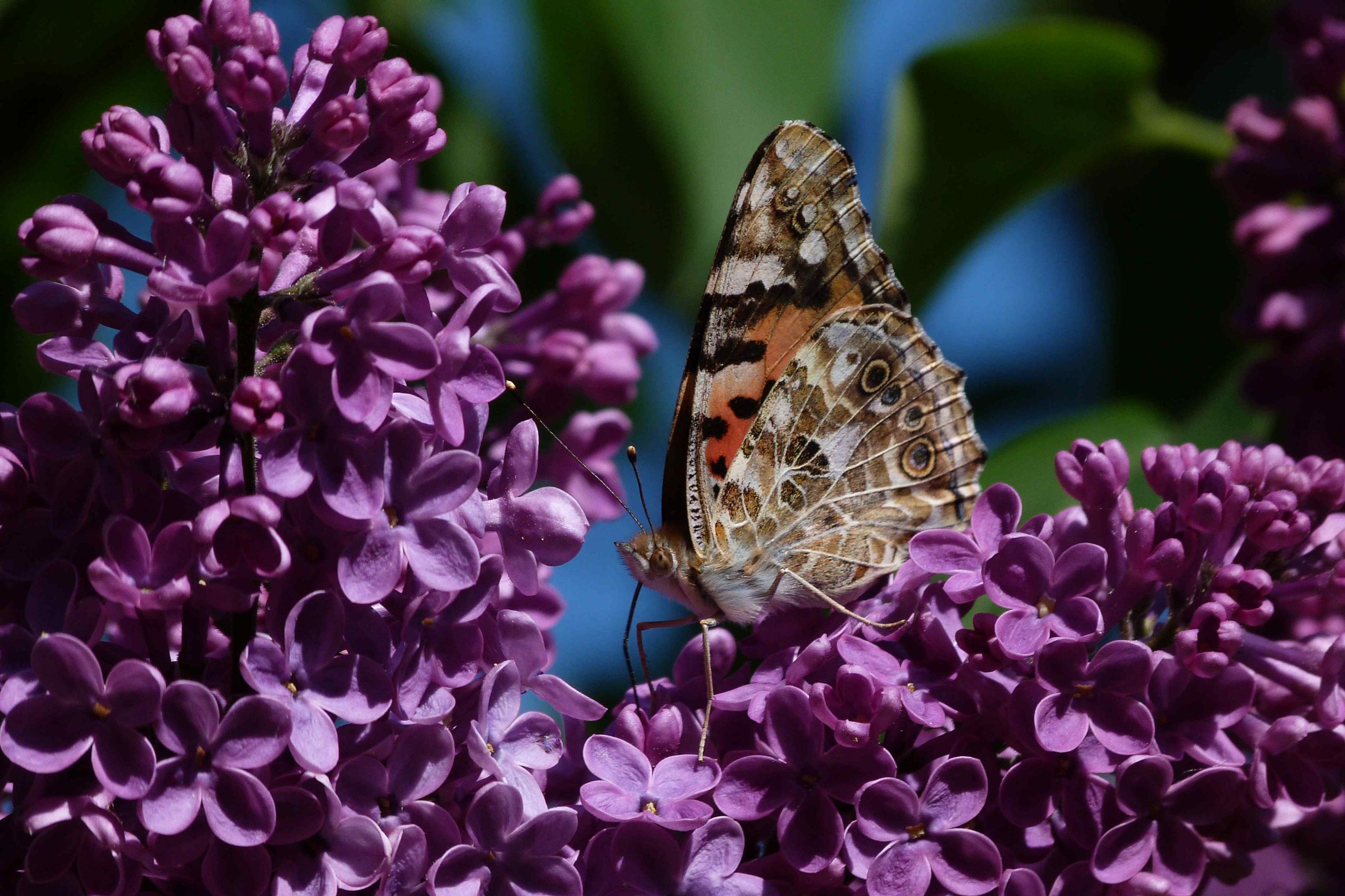 Wallpapers Animals Insects - Butterflies La vanesse du chardon