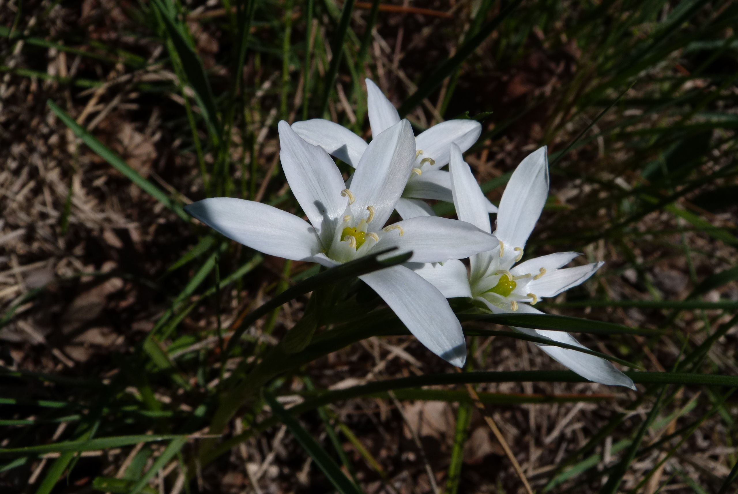 Fonds d'cran Nature Fleurs La dame de onze heure 