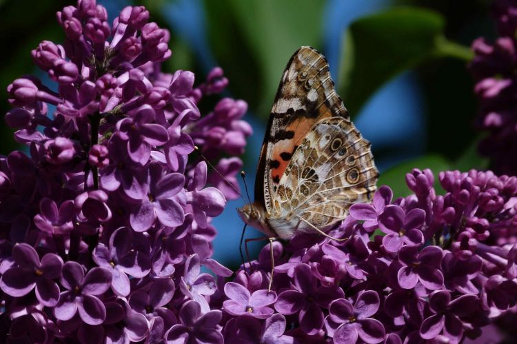 Wallpapers Animals Insects - Butterflies La vanesse du chardon