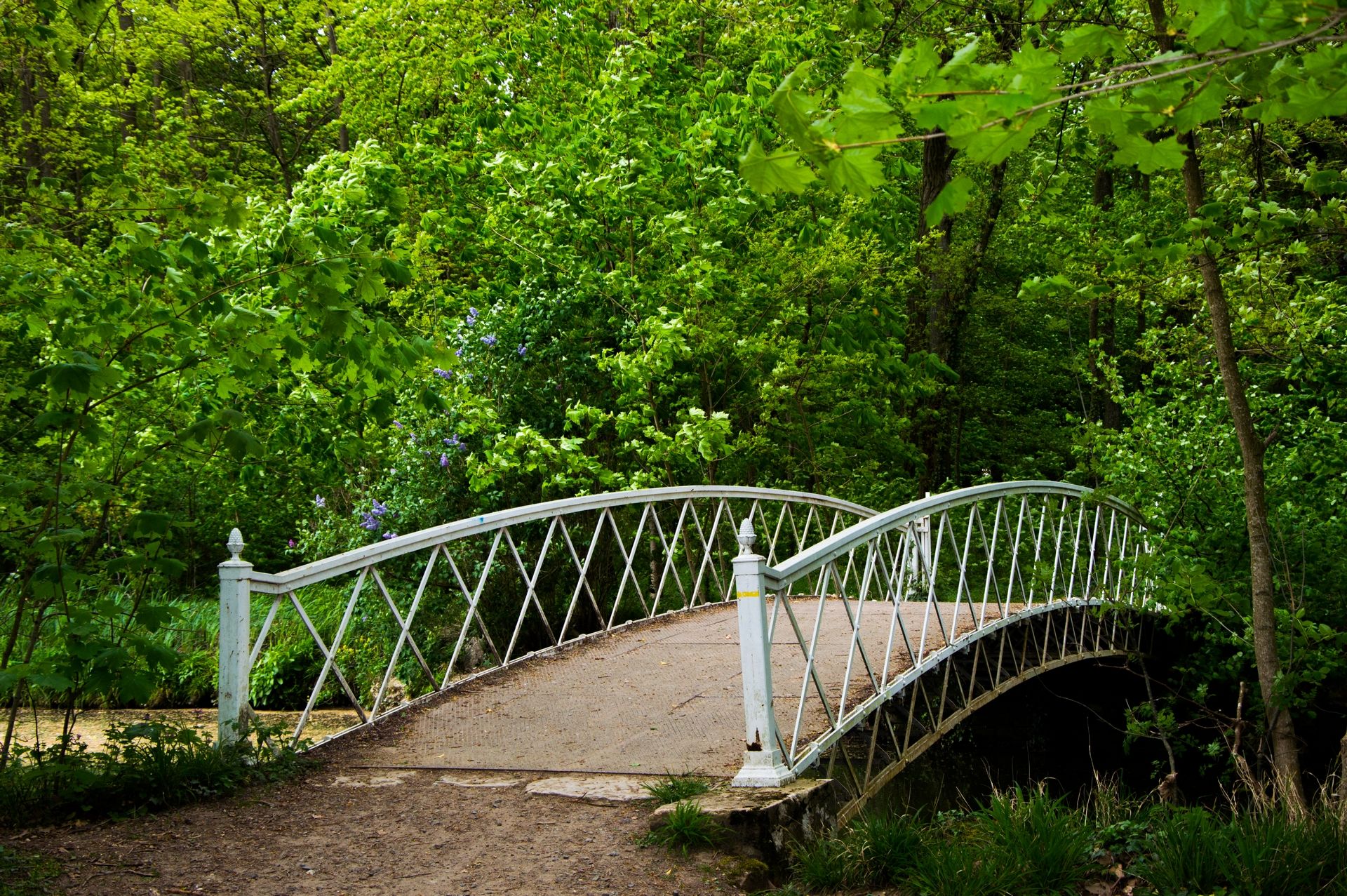 Fonds d'cran Nature Arbres - Forts 