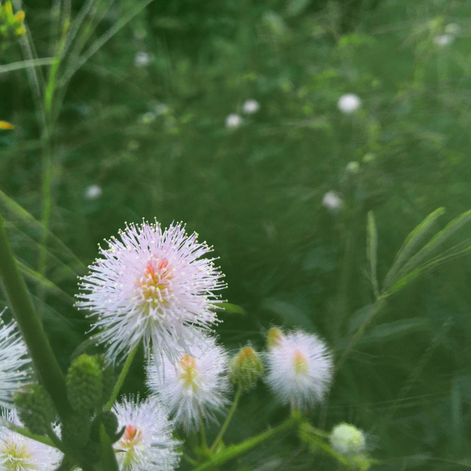 Fonds d'cran Nature Fleurs 