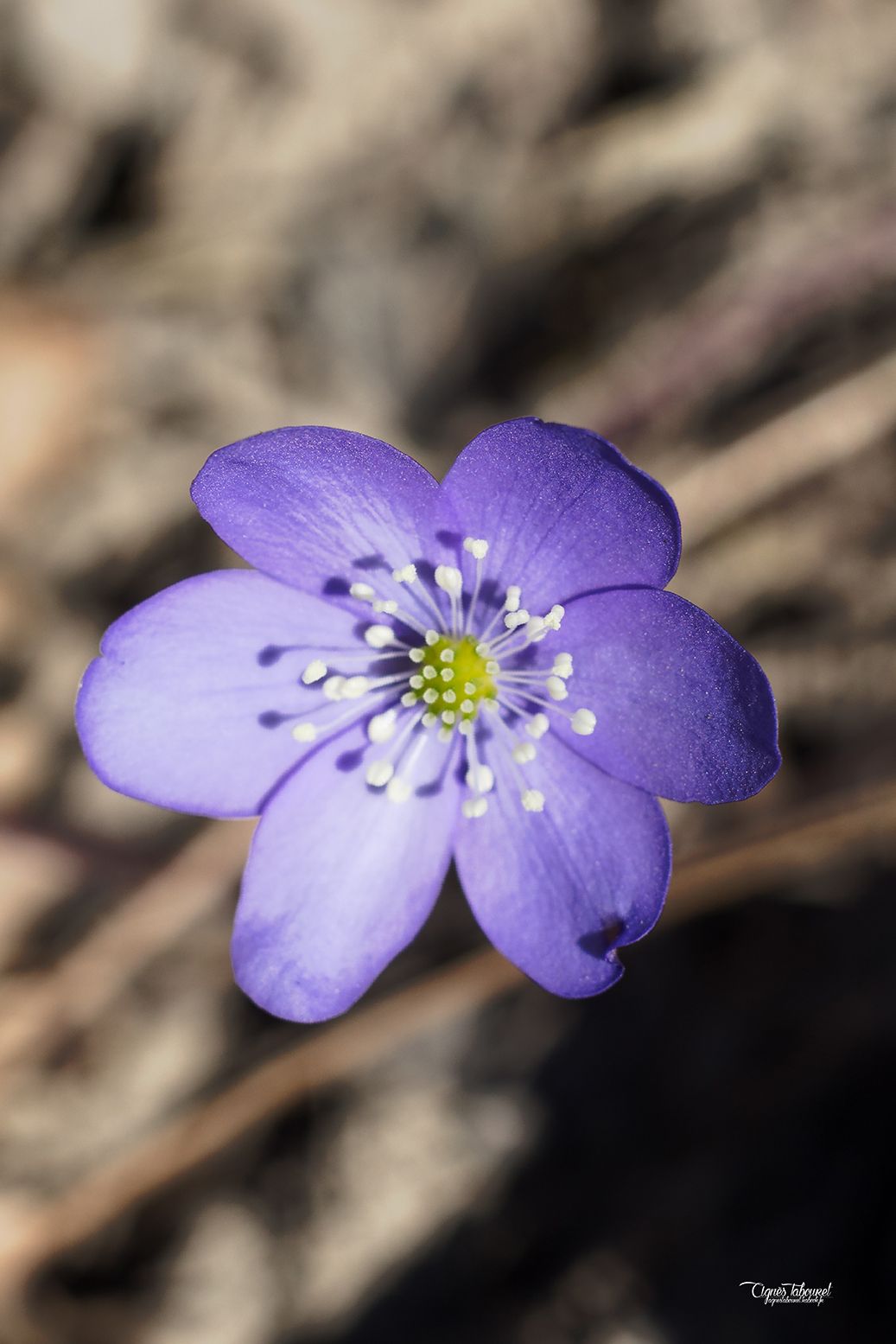 Fonds d'cran Nature Fleurs Fleur