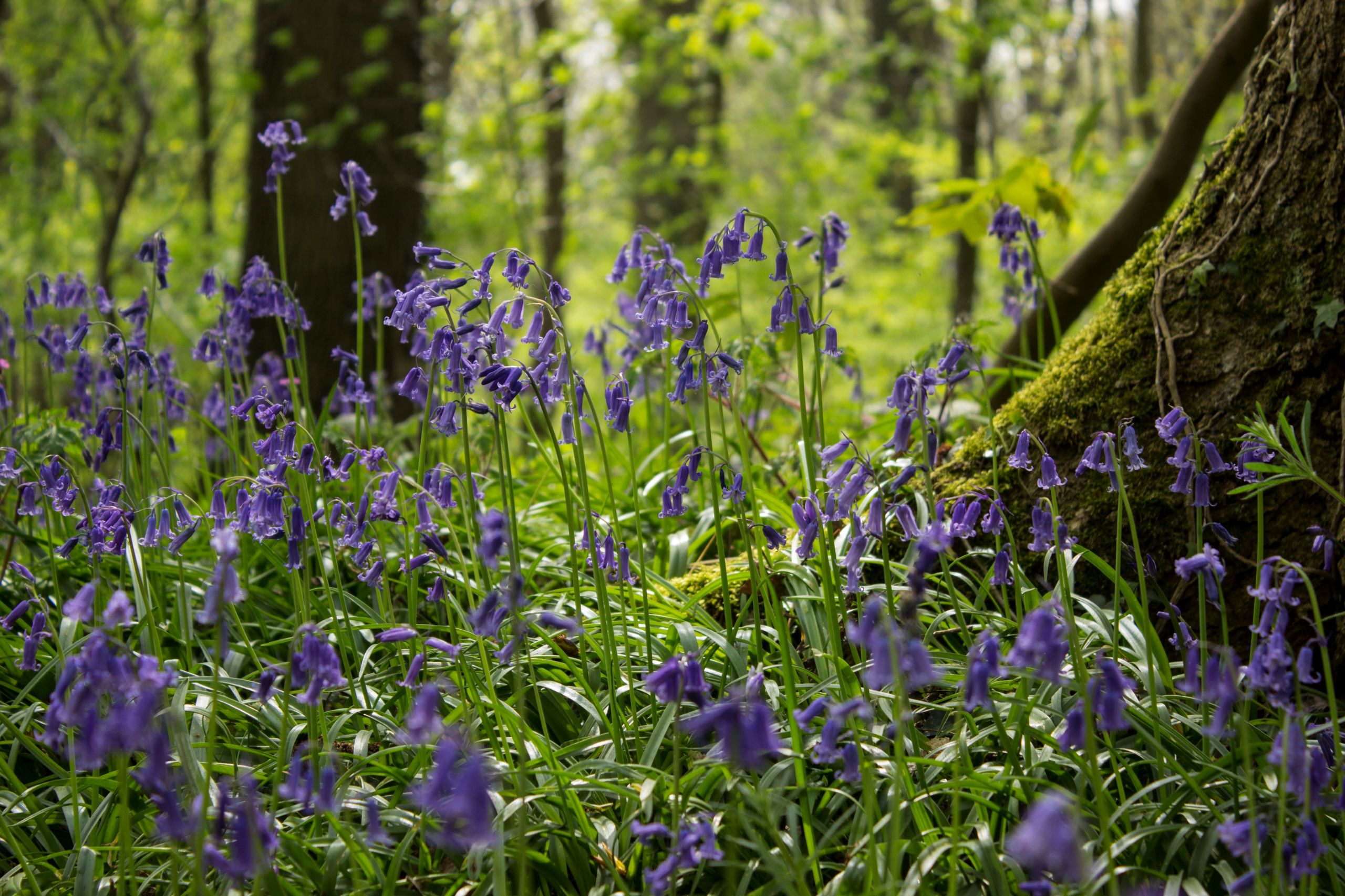 Fonds d'cran Nature Fleurs 