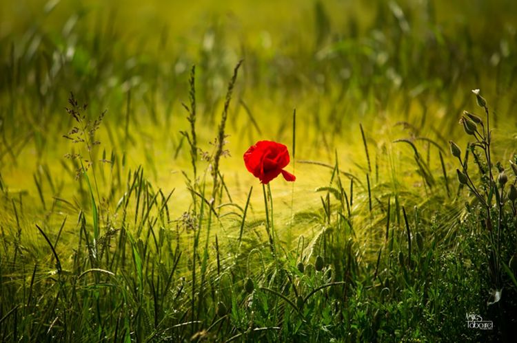 Fonds d'cran Nature Fleurs Coquelicots