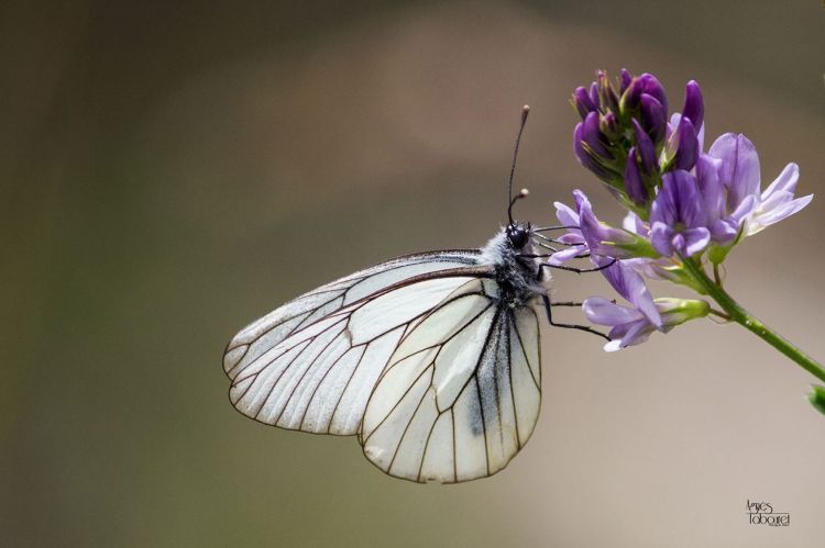 Fonds d'cran Animaux Insectes - Papillons papillons