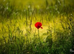  Nature Coquelicots