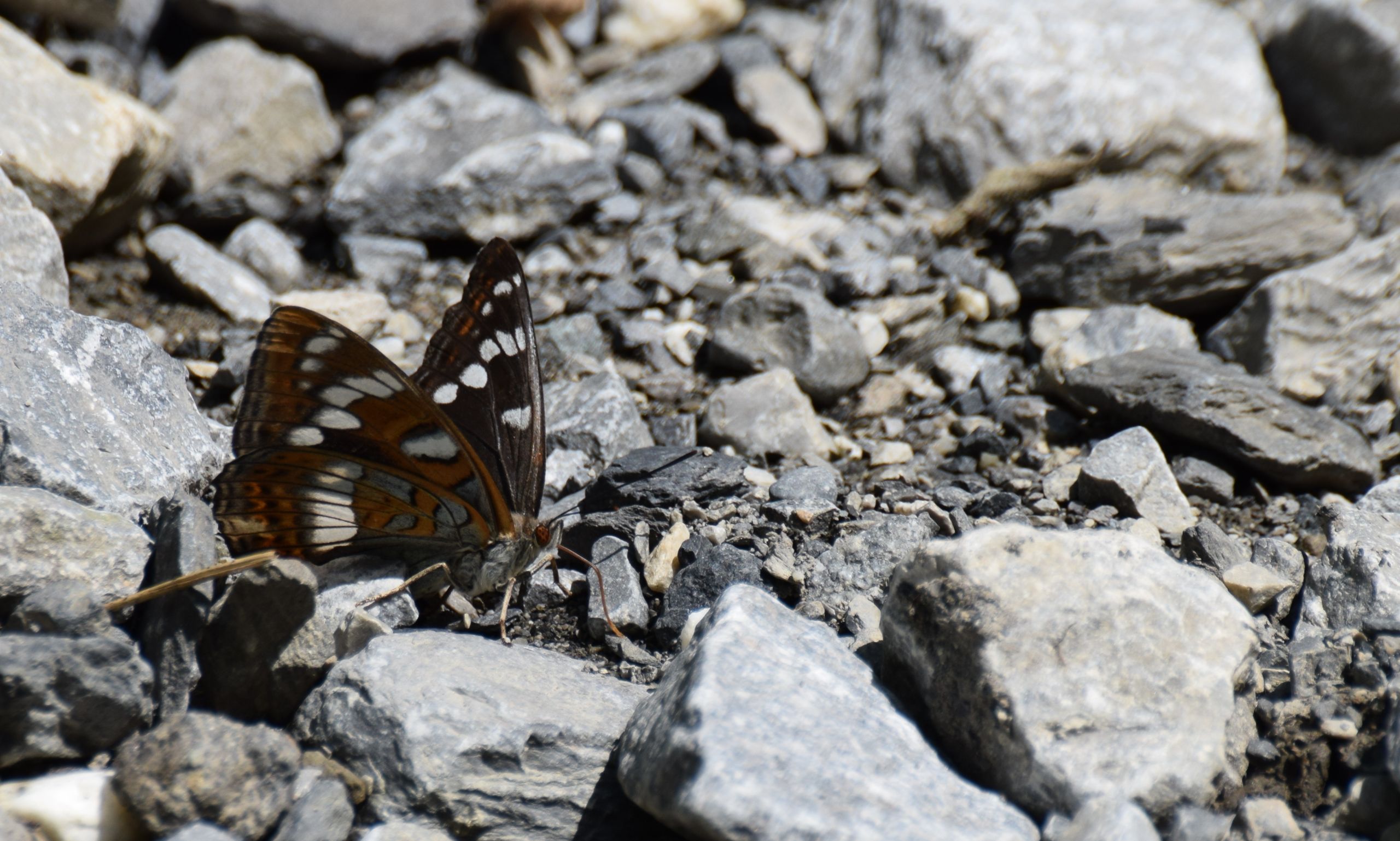 Fonds d'cran Animaux Insectes - Papillons 