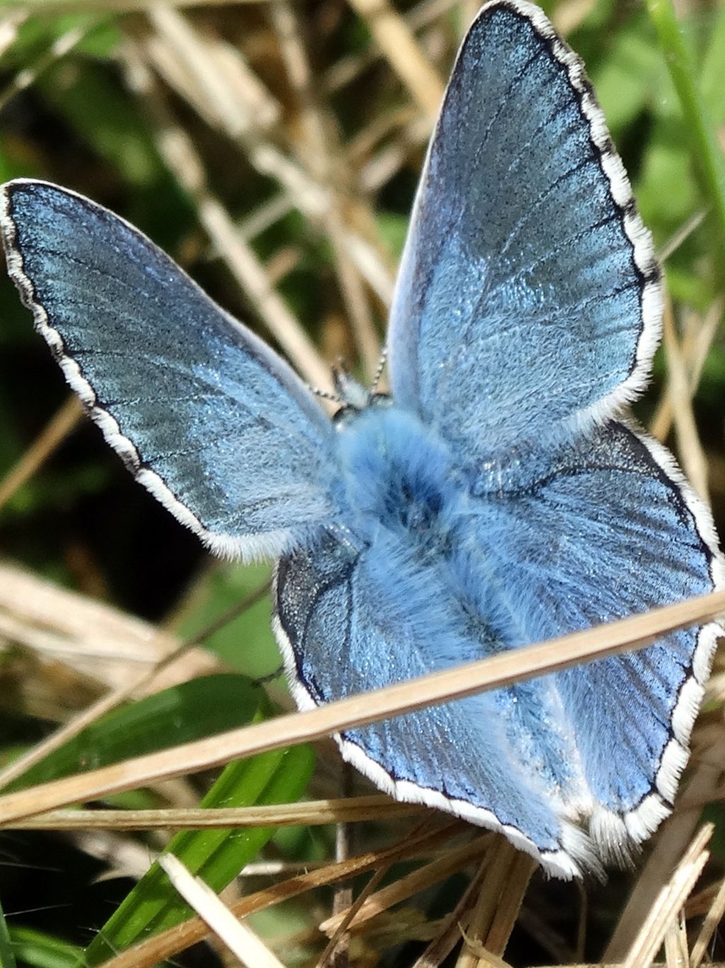 Fonds d'cran Animaux Insectes - Papillons 